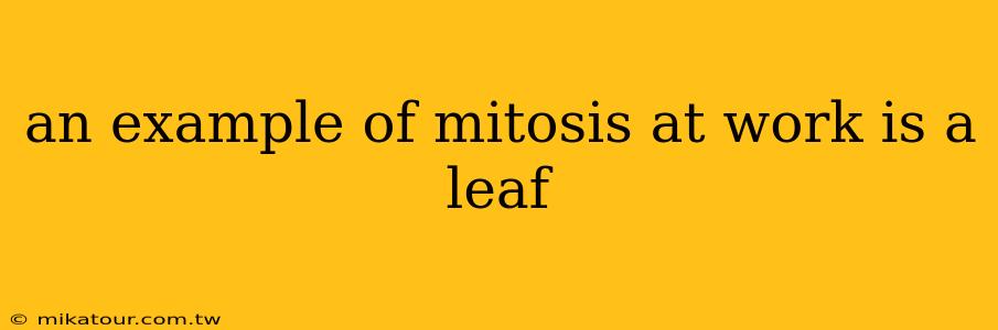 an example of mitosis at work is a leaf