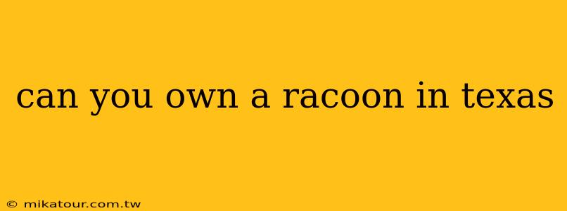 can you own a racoon in texas