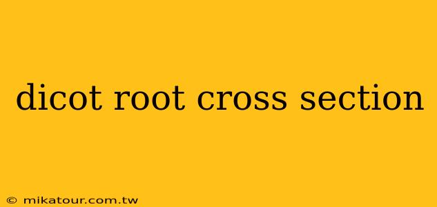 dicot root cross section