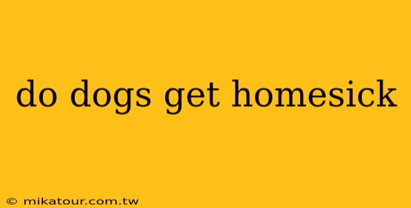 do dogs get homesick