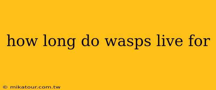 how long do wasps live for