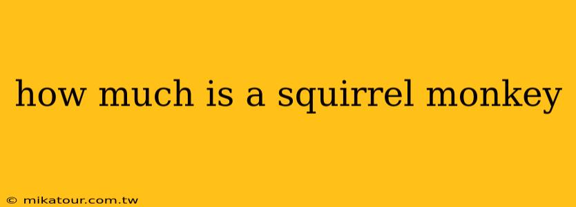 how much is a squirrel monkey