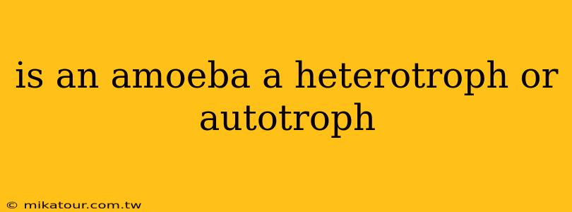 is an amoeba a heterotroph or autotroph