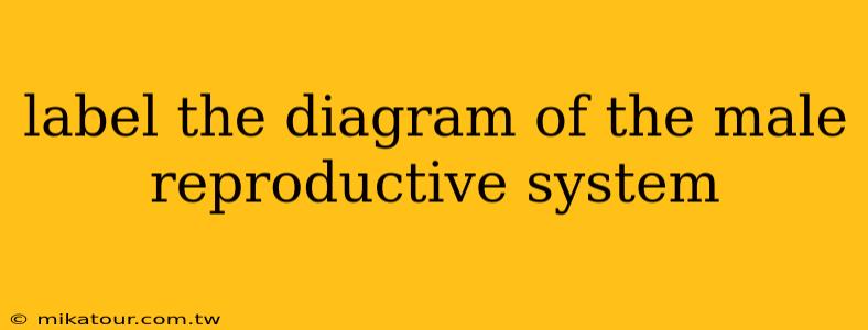 label the diagram of the male reproductive system