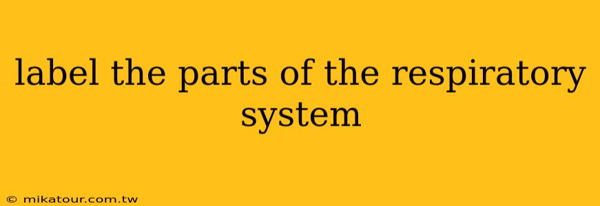 label the parts of the respiratory system