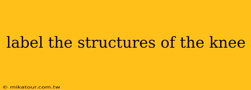 label the structures of the knee