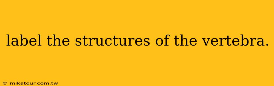 label the structures of the vertebra.