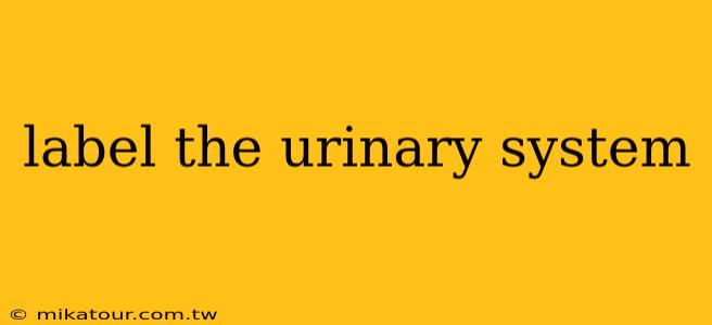 label the urinary system