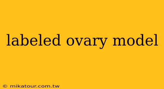 labeled ovary model