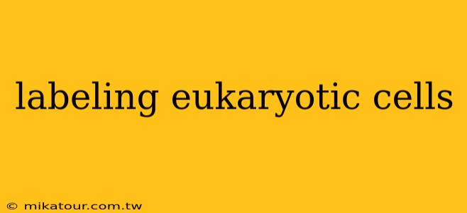 labeling eukaryotic cells