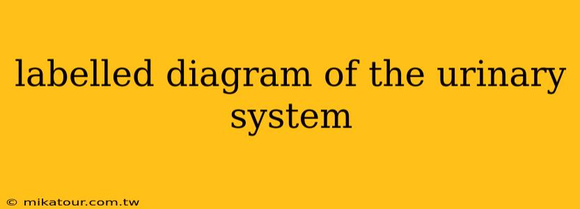 labelled diagram of the urinary system