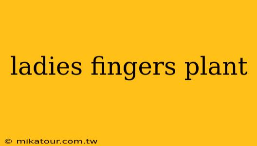 ladies fingers plant