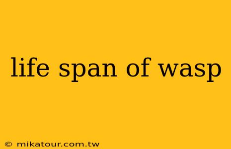 life span of wasp