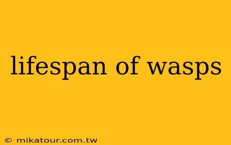 lifespan of wasps