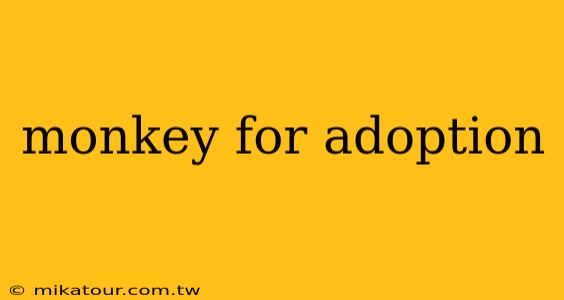 monkey for adoption