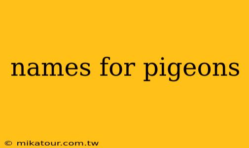 names for pigeons