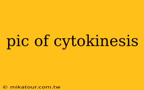 pic of cytokinesis