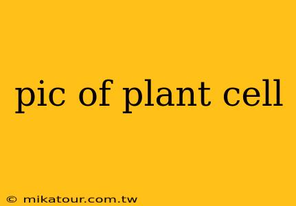 pic of plant cell