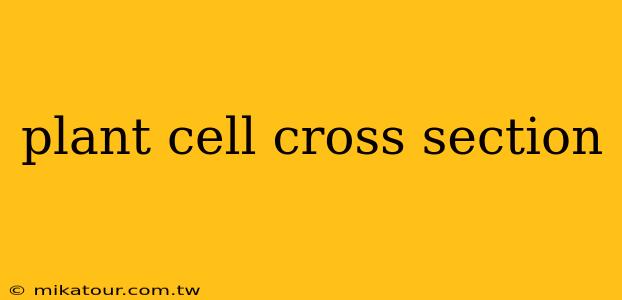 plant cell cross section