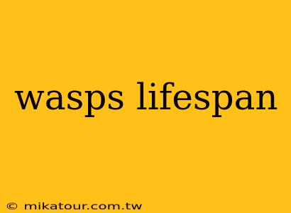 wasps lifespan