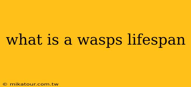 what is a wasps lifespan