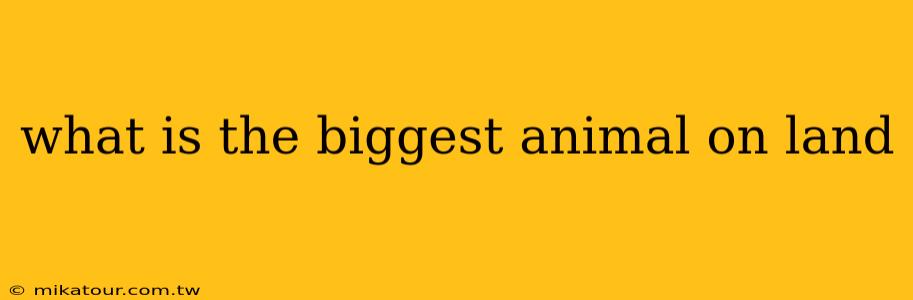 what is the biggest animal on land