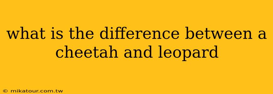 what is the difference between a cheetah and leopard