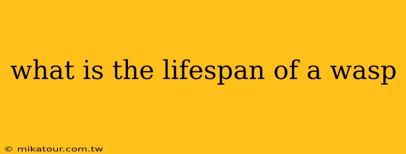 what is the lifespan of a wasp