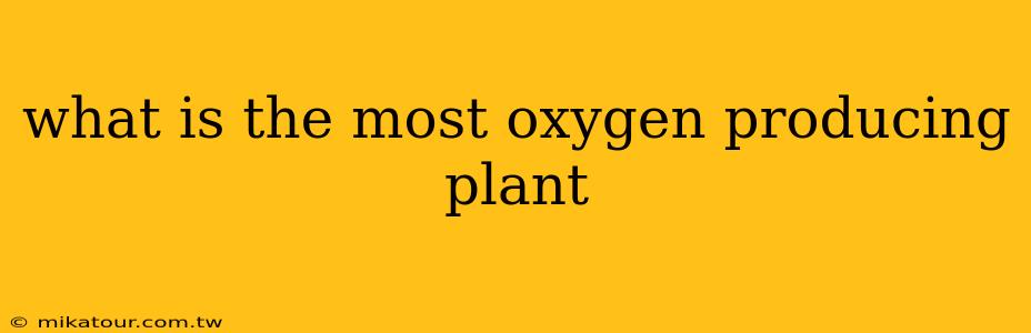 what is the most oxygen producing plant