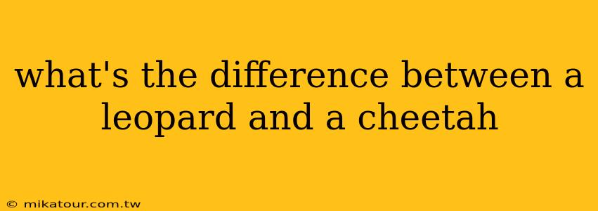 what's the difference between a leopard and a cheetah