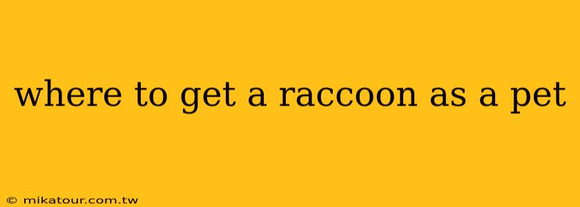 where to get a raccoon as a pet